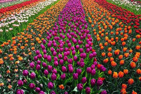 Tulip near me - The best tulip routes in the Netherlands: 3 scenic drives along the famous bulb fields in spring. #1 The Tulip Route in Flevoland. #2 A scenic flower route at Goeree Overflakkee near Rotterdam. #3 Tulip Road Trip near Amsterdam.